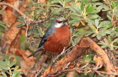 Foto de Comesebo gigante (Conirostrum binghami), familia ThraupidaeCOMESEBO, aves de Chile