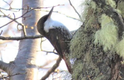 Foto de Comesebo grande (Pygarrhichas albogularis), familia FurnariidaeCOMESEBO, aves de Chile