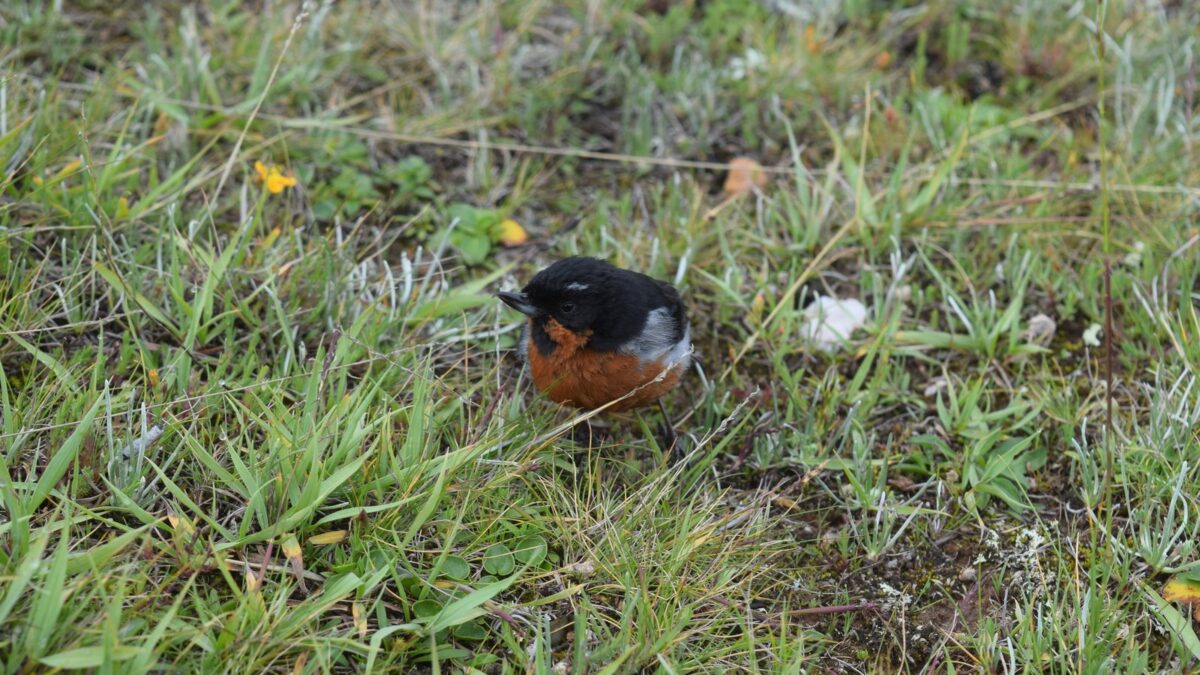 Foto de Comesebo negro (Diglossa brunneiventris), familia ThraupidaeCOMESEBO, aves de Chile