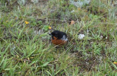 Foto de Comesebo negro (Diglossa brunneiventris), familia ThraupidaeCOMESEBO, aves de Chile