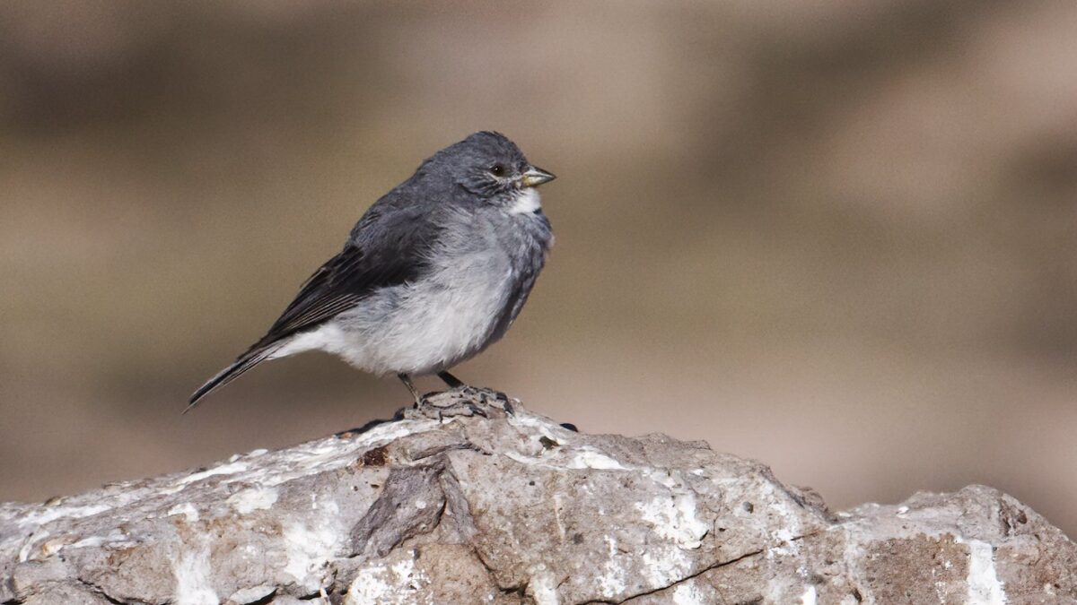 Foto de Cometocino de Arica (Idiopsar erythronotus), familia Thraupidae, aves de Chile