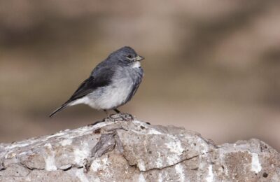 Foto de Cometocino de Arica (Idiopsar erythronotus), familia Thraupidae, aves de Chile