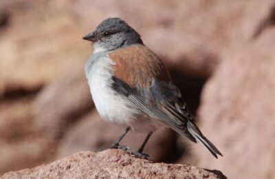 Foto de Cometocino de dorso castaño (Idiopsar dorsalis), familia ThraupidaeCOMETOCINO, aves de Chile