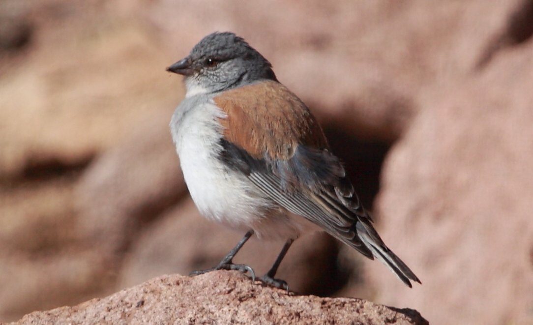 Foto de Cometocino de dorso castaño (Idiopsar dorsalis), familia ThraupidaeCOMETOCINO, aves de Chile