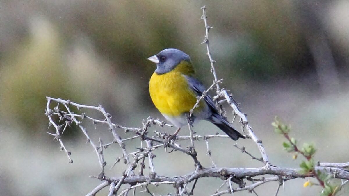Foto de Cometocino de Gay (Phrygilus gayi), familia Not in source, aves de Chile
