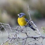Foto de Cometocino de Gay (Phrygilus gayi), familia Not in source, aves de Chile