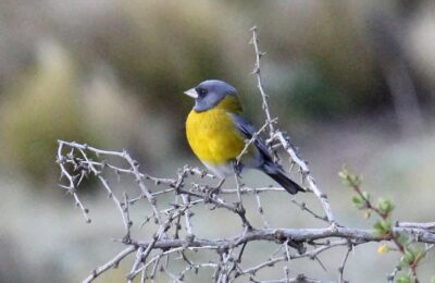 Foto de Cometocino de Gay (Phrygilus gayi), familia Not in source, aves de Chile