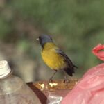 Foto de Cometocino del norte (Phrygilus atriceps), familia ThraupidaeCOMETOCINO, aves de Chile