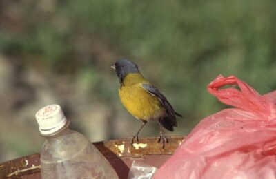 Foto de Cometocino del norte (Phrygilus atriceps), familia ThraupidaeCOMETOCINO, aves de Chile