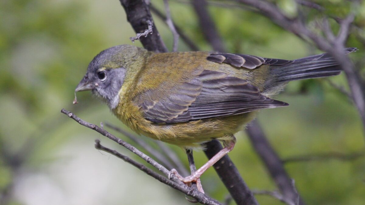 Foto de Cometocino patagónico (Phrygilus patagonicus), familia Thraupidae, aves de Chile