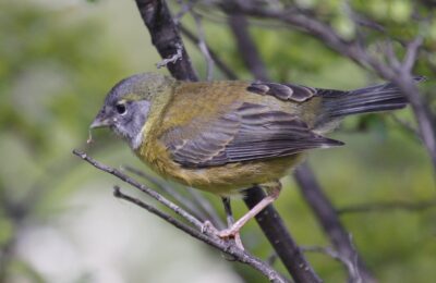 Foto de Cometocino patagónico (Phrygilus patagonicus), familia Thraupidae, aves de Chile