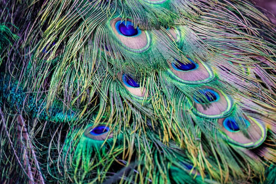Pavo real macho y hembra: diferencias, tabla y cómo distinguirlos | avesnativaschilenas.cl
