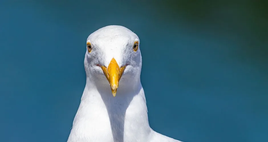 Cómo saber si una gaviota es macho o hembra (diferencias reales) | avesnativaschilenas.cl