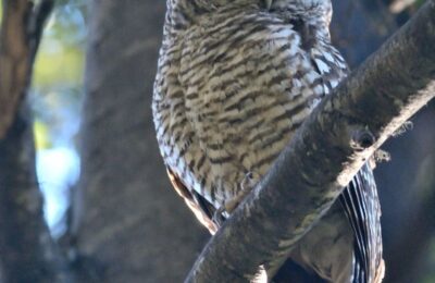 Foto de Concó (Strix rufipes), familia Strigidae, aves de Chile