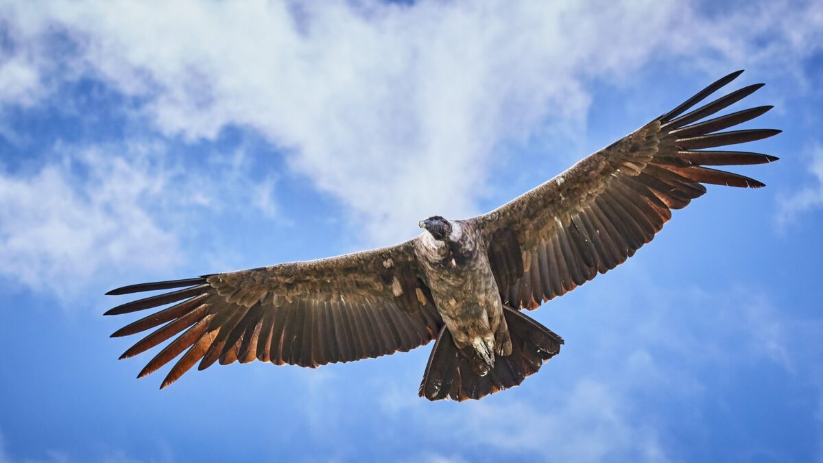 Foto de Cóndor de Los Andes (Vultur gryphus), familia Cathartidae, aves de Chile