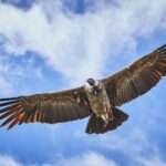 Foto de Cóndor de Los Andes (Vultur gryphus), familia Cathartidae, aves de Chile