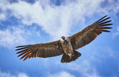 Foto de Cóndor de Los Andes (Vultur gryphus), familia Cathartidae, aves de Chile