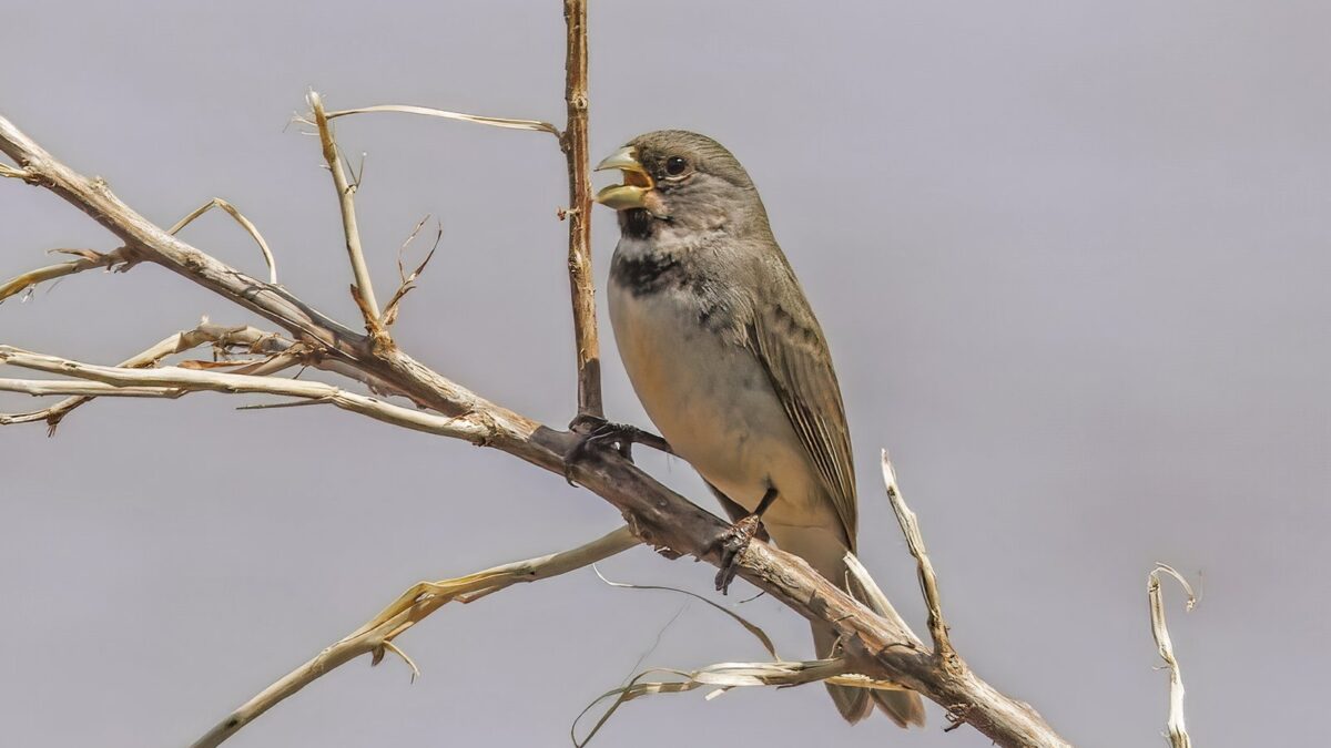 Foto de Corbatita de doble collar (Sporophila caerulescens), familia ThraupidaeCORBATITA, aves de Chile
