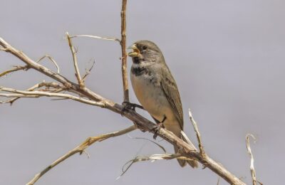 Foto de Corbatita de doble collar (Sporophila caerulescens), familia ThraupidaeCORBATITA, aves de Chile