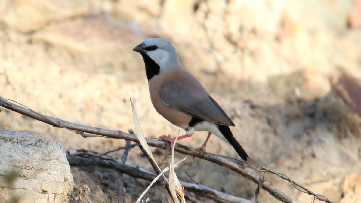 Foto de Corbatita overo (Poephila cincta), familia Thraupidae, aves de Chile