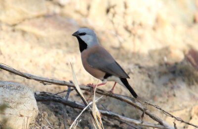 Foto de Corbatita overo (Poephila cincta), familia Thraupidae, aves de Chile
