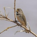 Foto de Corbatita (Sporophila telasco), familia Thraupidae, aves de Chile