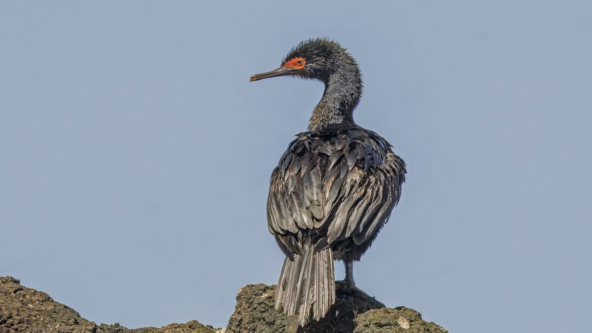 Foto de Cormorán de las rocas (Phalacrocorax magellanicus), familia Phalacrocoracidae, aves de Chile
