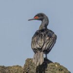 Foto de Cormorán de las rocas (Phalacrocorax magellanicus), familia Phalacrocoracidae, aves de Chile