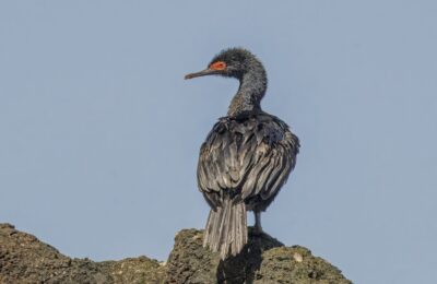Foto de Cormorán de las rocas (Phalacrocorax magellanicus), familia Phalacrocoracidae, aves de Chile