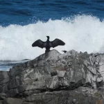 Cormorán Yeco (Neotropic Cormorant) en Parque Nacional Llanos de Challe, Región de Atacama