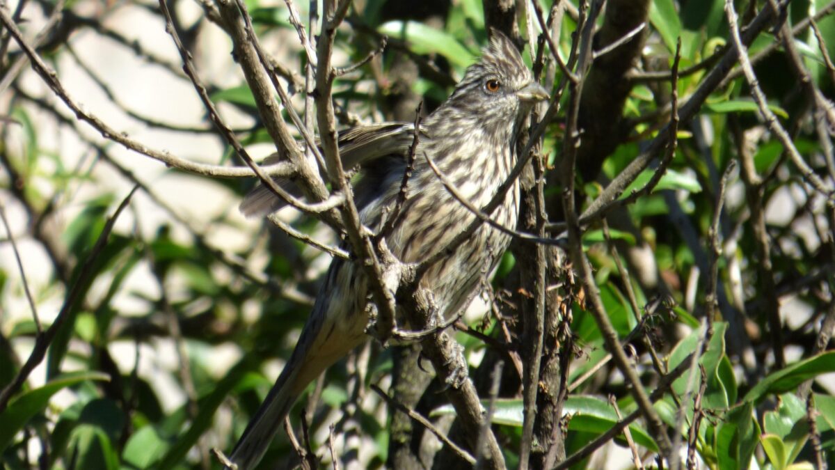 Foto de Cortarramas (Phytotoma rutila), familia CotingidaeCORTARRAMAS, aves de Chile