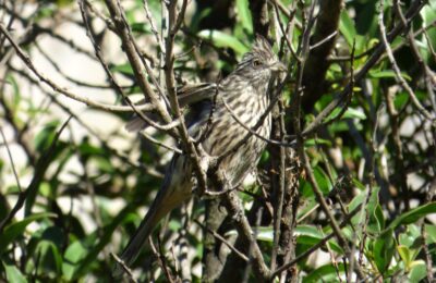 Foto de Cortarramas (Phytotoma rutila), familia CotingidaeCORTARRAMAS, aves de Chile