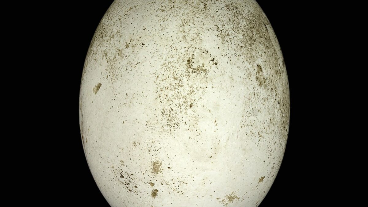 Foto de Cuclillo de pico amarillo (Coccyzus americanus), familia CuculidaeCUCLILLO, aves de Chile