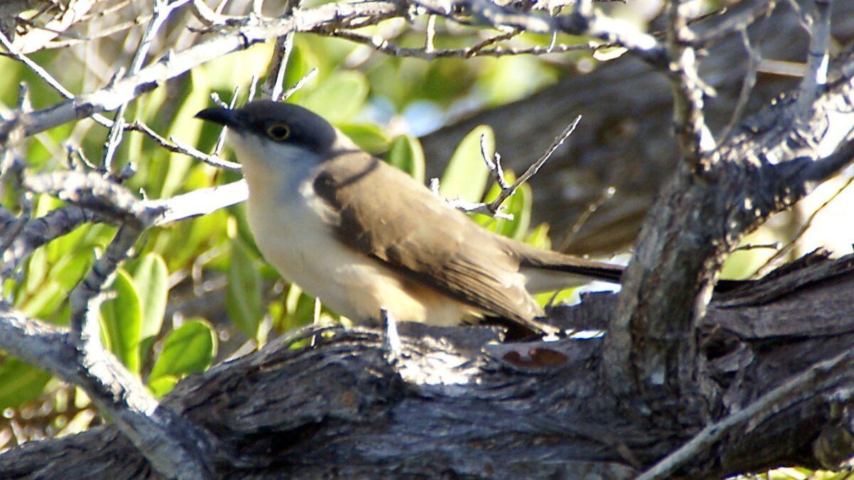 Foto de Cuclillo de Pico Negro (Coccyzus melacoryphus), familia Cuculidae, aves de Chile