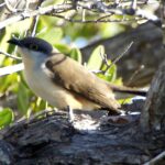 Foto de Cuclillo de Pico Negro (Coccyzus melacoryphus), familia Cuculidae, aves de Chile