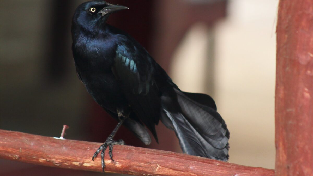 Foto de Cuervo Casero (Quiscalus niger), familia Corvidae, aves de Chile