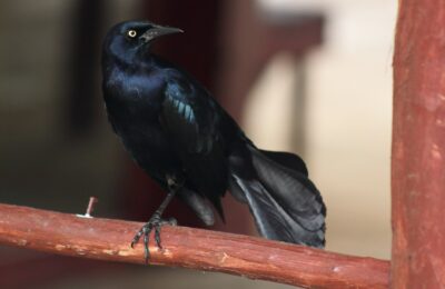 Foto de Cuervo Casero (Quiscalus niger), familia Corvidae, aves de Chile
