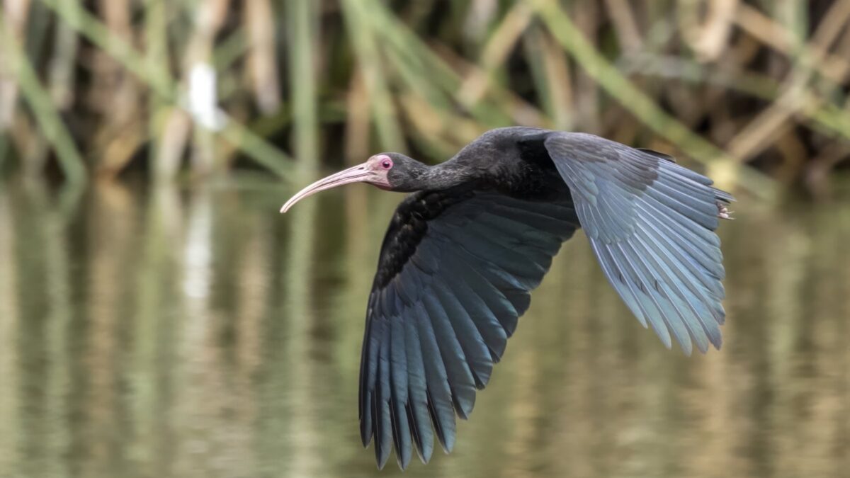 Foto de Cuervo de pantano de cara pelada (Phimosus infuscatus), familia ThreskiornithidaeCUERVO, aves de Chile