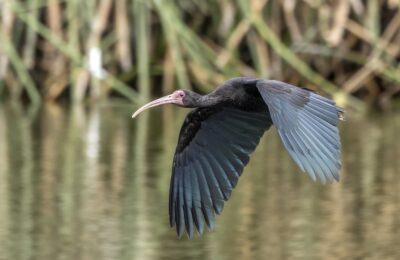 Foto de Cuervo de pantano de cara pelada (Phimosus infuscatus), familia ThreskiornithidaeCUERVO, aves de Chile