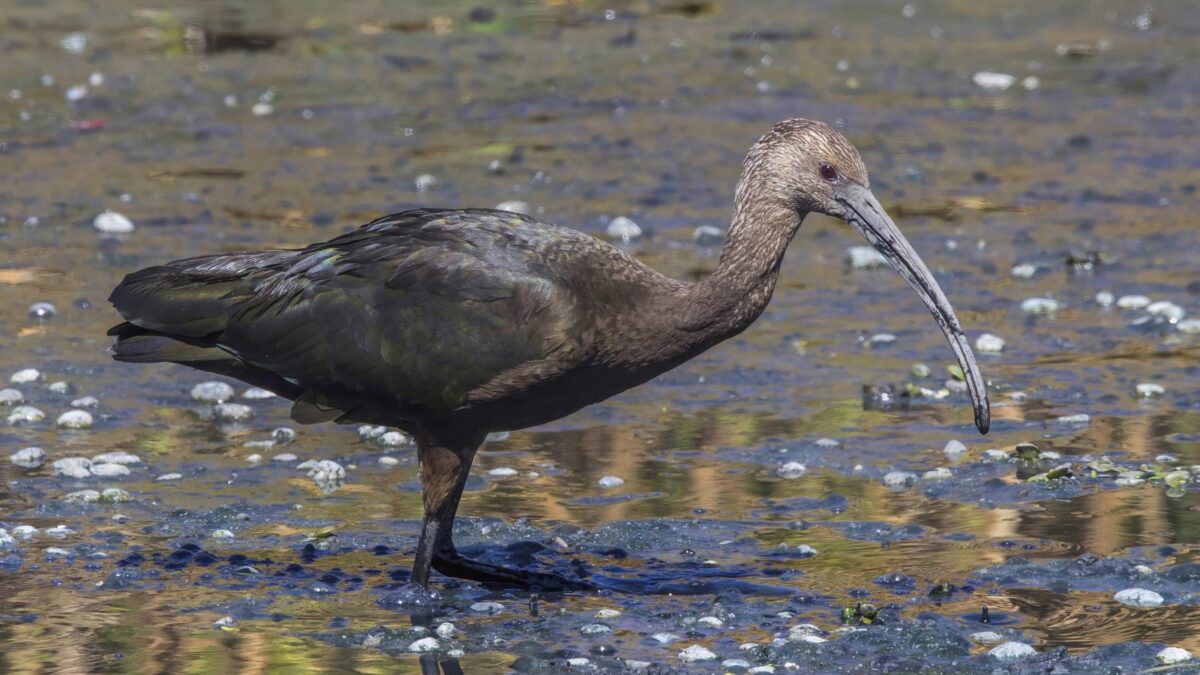 Foto de Cuervo de pantano (Plegadis chihi), familia Threskiornithidae, aves de Chile