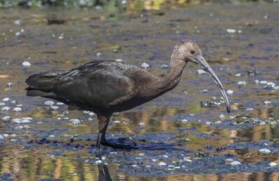Foto de Cuervo de pantano (Plegadis chihi), familia Threskiornithidae, aves de Chile