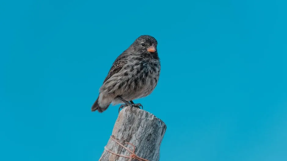 Foto de Diuca (Aves de Chile), familia Thraupidae, aves de Chile