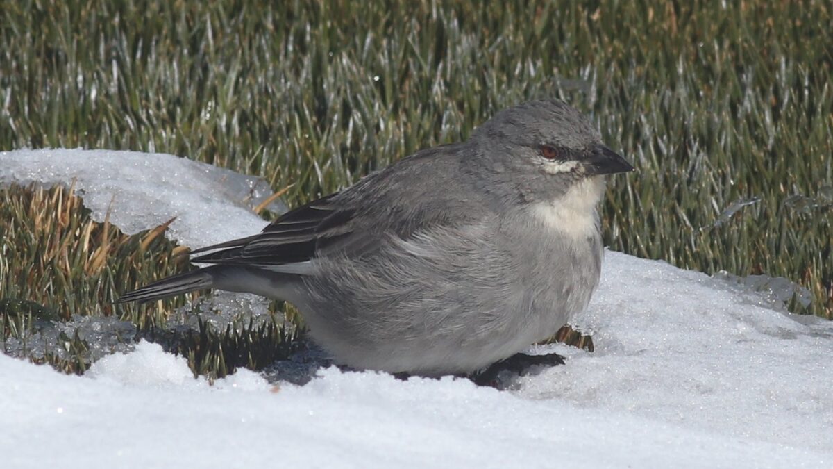 Foto de Diuca de alas blancas (Idiopsar speculifera), aves de Chile