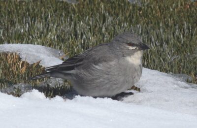 Foto de Diuca de alas blancas (Idiopsar speculifera), aves de Chile