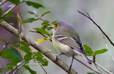 Diucón (Pyrope pyrope): el ave de ojos rojos y su leyenda en Chile | avesnativaschilenas.cl
