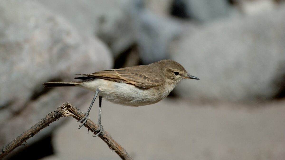 Foto de Dormilona chica (Muscisaxicola maculirostris), familia Tyrannidae, aves de Chile