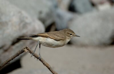 Foto de Dormilona chica (Muscisaxicola maculirostris), familia Tyrannidae, aves de Chile