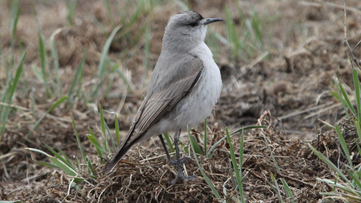 Foto de Dormilona de frente negra (Muscisaxicola frontalis), familia Tyrannidae, aves de Chile