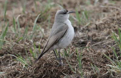 Foto de Dormilona de frente negra (Muscisaxicola frontalis), familia Tyrannidae, aves de Chile