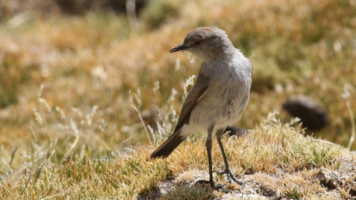 Foto de Dormilona de la Puna (Muscisaxicola juninensis), familia Tyrannidae, aves de Chile